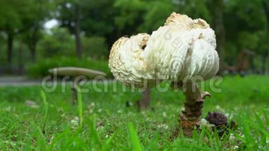 雨中草坪上巨大真菌的特写